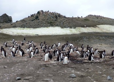 Penguins on the Aitcho Islands, Antarctic Peninsula
