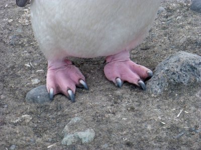 Chinstrap Penguin Feet