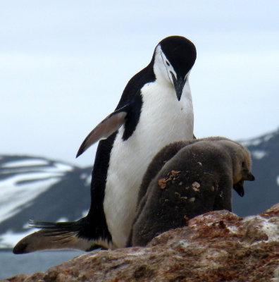 Chinstrap Penguin with Fledglings