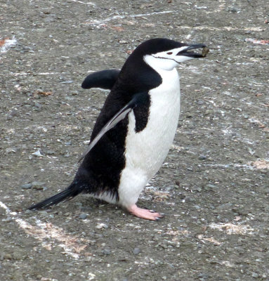 Chinstrap Penguin Taking Rock to Shore up the Nest