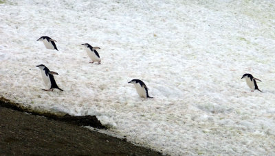 Penguins Hiking in the Snow