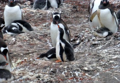 Gentoo Penguins and Fledglings