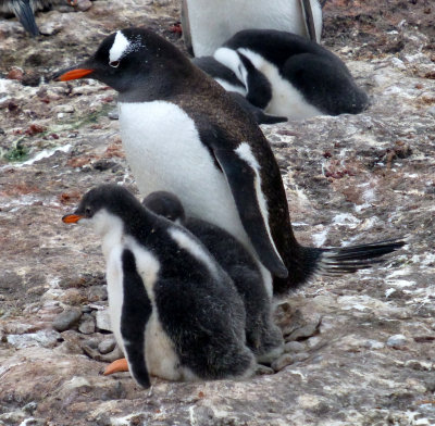 Gentoo Penguin and Fledglings