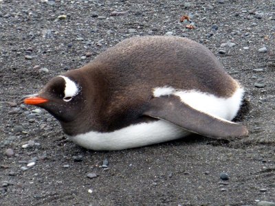 Penguin Storing Fat for Moulting