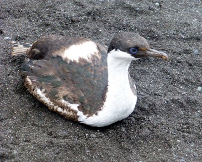 Blue-eyed Shag (Bird) on the Beach