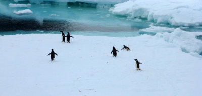Penguins on Floating Ice Outside Our Balcony