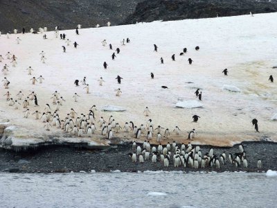 Adelie Penguins in Hope Bay, Antarctica