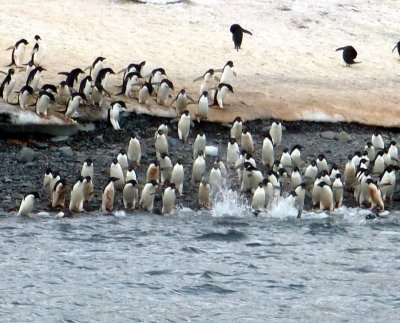 Adelie Penguins Going into Hope Bay