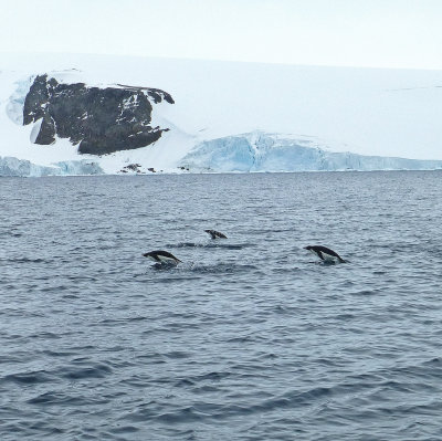 Synchronized Swimming Penguins in Hope Bay