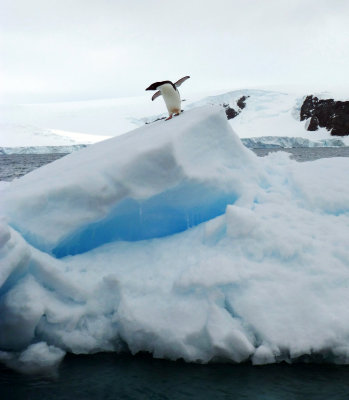 Adelie Penguin on Iceberg in Hope Bay