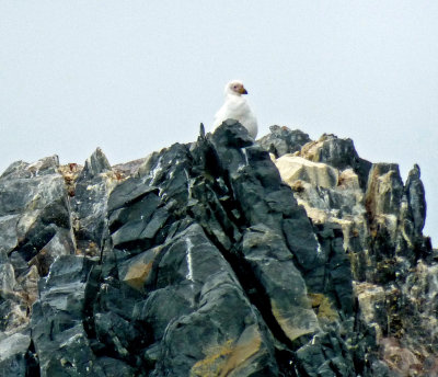 Snowy Sheathbill (Bird) in Hope Bay