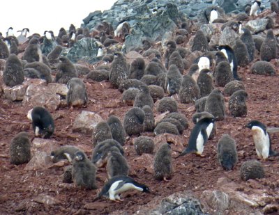 Adelie Penguins and Fledglngs in Hope Bay