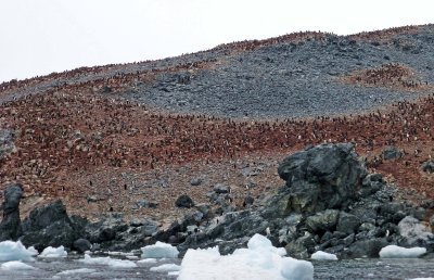 Estimates are that 250,000 Adelie Penguins Nest in Hope Bay Annually