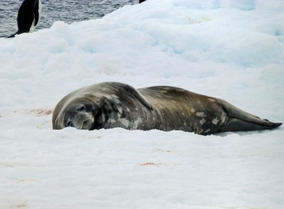 Weddell Seal on Ice in Hope Bay