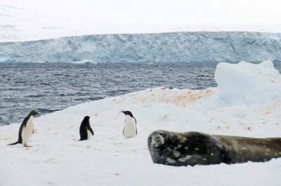 Weddell Seal and Adelie Penguins in Hope Bay