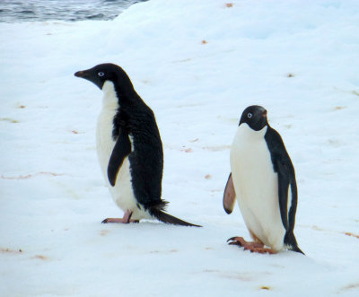 Adelie Penguins Up Close