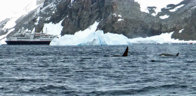 Orca Whales in Hope Bay