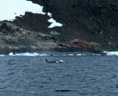 Following Orca Whales in Hope Bay