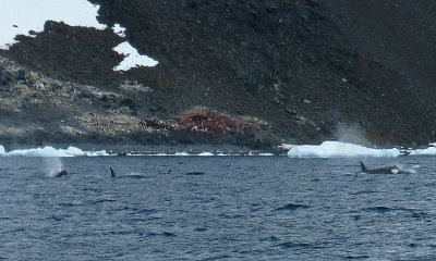 More Orca Whales in Hope Bay