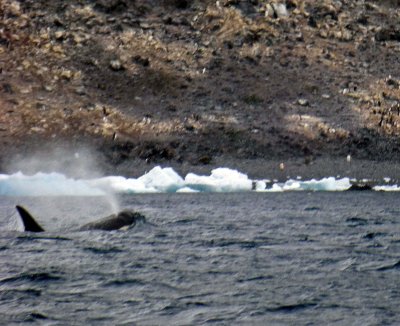 Last Look at the Orca in Hope Bay