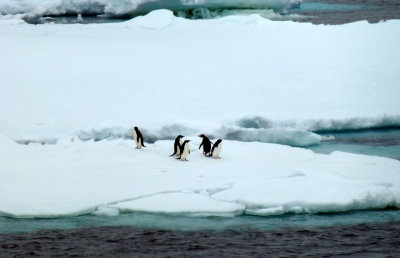 Adelie Penguins in the Antarctic Sound