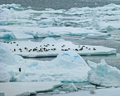 Penguins in the Ice Field