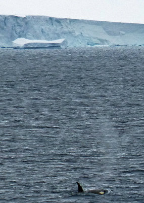 Whales and Icebergs in Antarctica