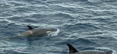 Orca Whales on Port Side of Ship