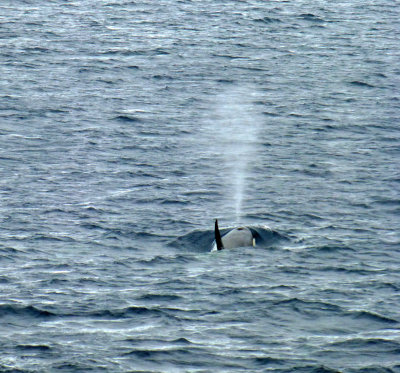 Orca Whale Blowing