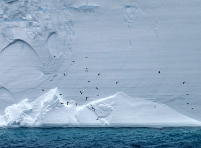 Cape Petrels Soaring beside an Iceberg