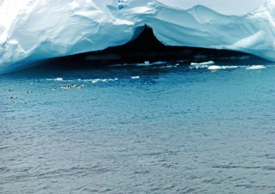 Cape Petrels Floating beside 'Whaletail' Ice Cave on Tabular Iceberg
