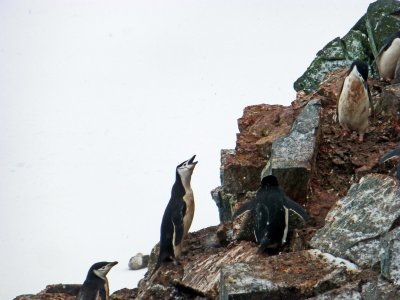 Chinstrap Penguin on Half Moon Island