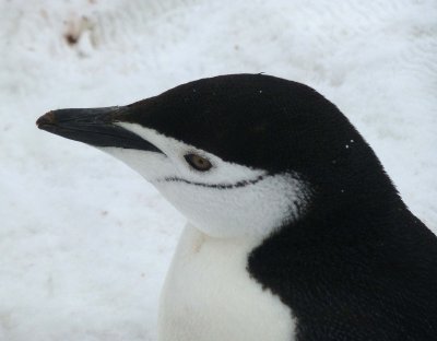 Chinstrap Penguin Up Close and Personal