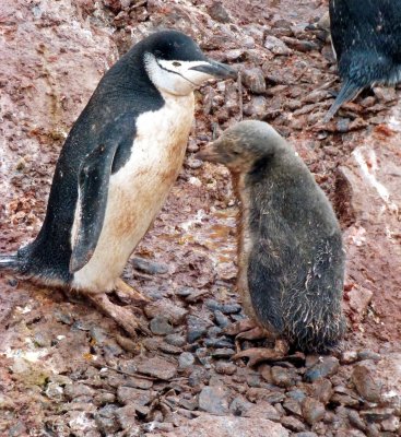 Chinstrap Penguin and Fledgling