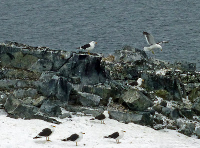 Kelp Gulls on Half Moon Island