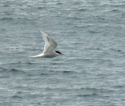 Antarctic Tern Flying over Half Moon Bay