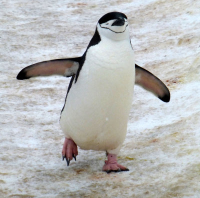 Chinstrap Penguin on Half Moon Island