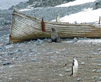 Chinstrap Penguin and Antarctic Fur Seal on Half Moon Island