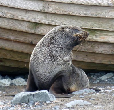 Antarctic Fur Seal on Half Moon Island