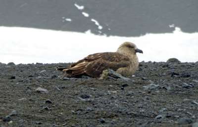 Brown Skua (Bird) on Black Sand Beach