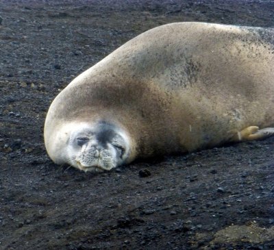 Crabeater Seal on Black Sand Beach on Deception Island