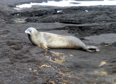 Crabeater Seal Slowly Headed to Telefon Bay