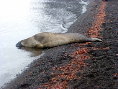 Crabeater Seal Made it into Telefon Bay