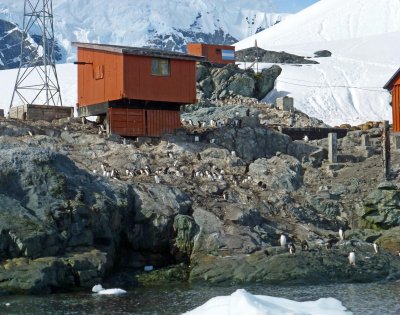 Gentoo Penguins Living at Base Brown