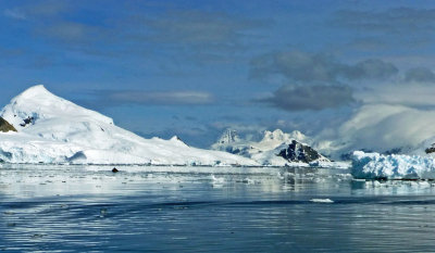 Fin of Humpback Whale in Paradise Bay