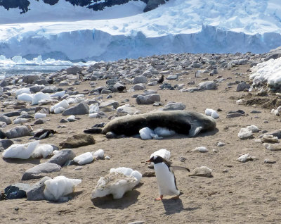 Gentoo Penguins and Weddell Seal on the Beach in Neko Harbor