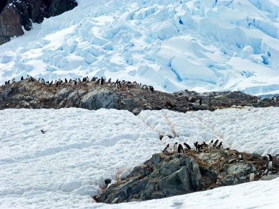 Gentoo Penguins at Neko Harbor