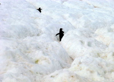 Penguin Trails in the Snow