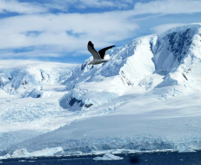 Kelp Gull Sailing over Neko Harbor