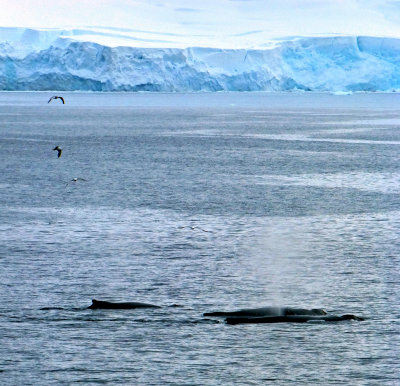 Humpback Whales on the Port Side
